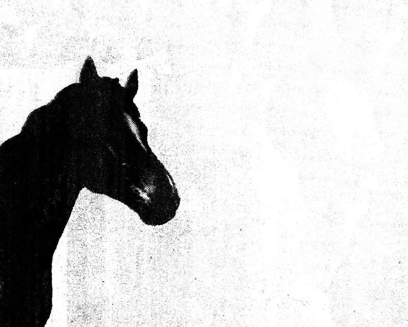 silhouette of a horse