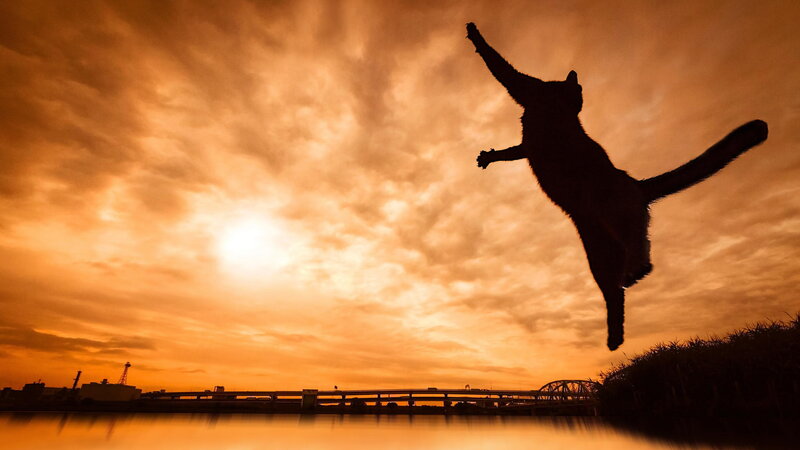Silhouette of a Jumping Cat