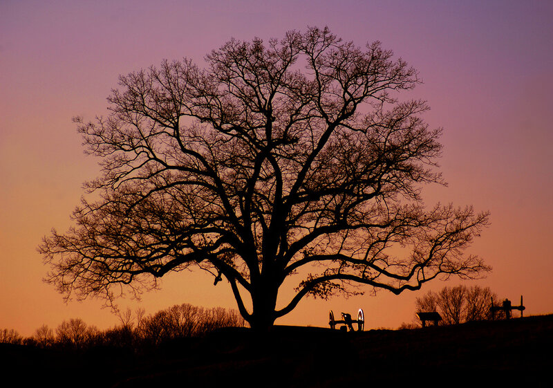 Silhouette of a Large Tree