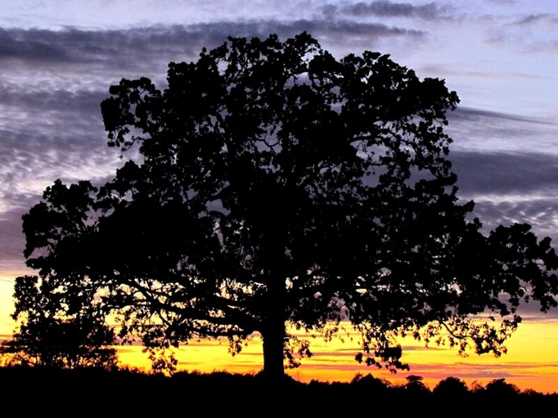 Silhouette of a Large Tree — Yellow