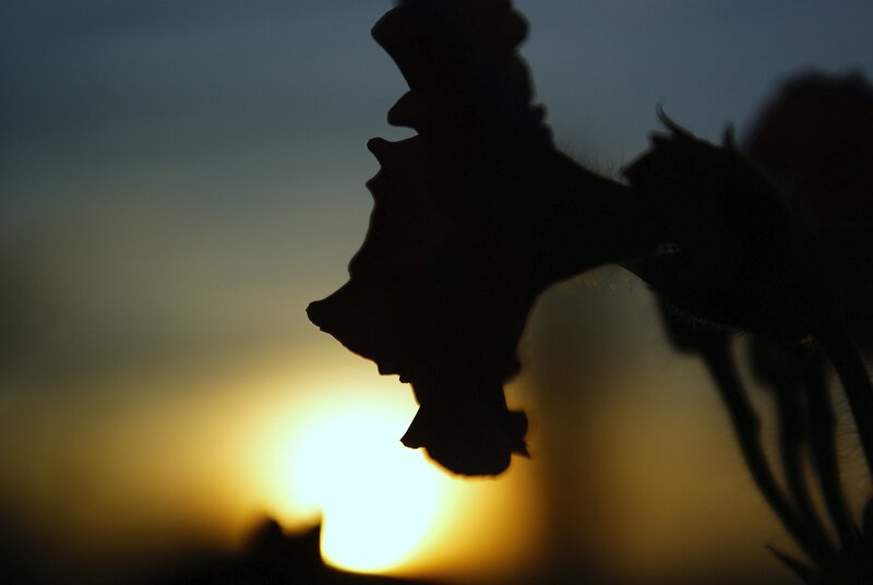 Silhouette of a leaf at sunset