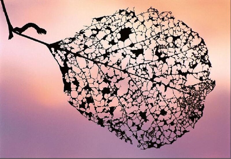 Silhouette of a Leaf