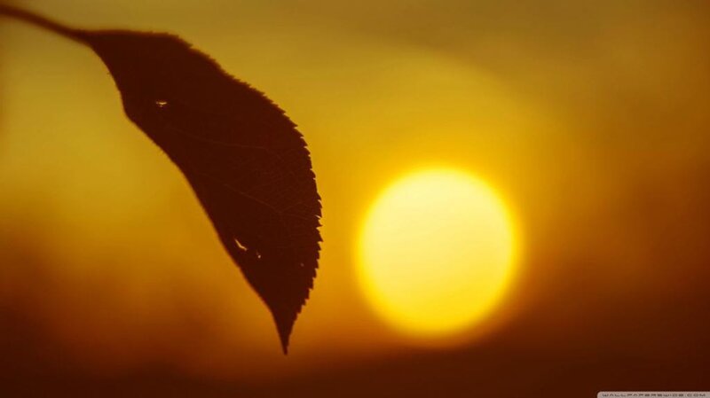 Silhouette of a Leaf — Yellow