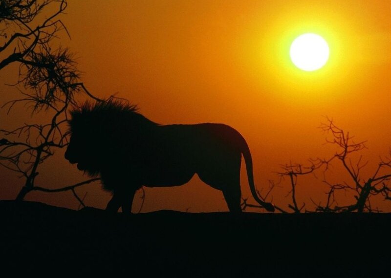 Silhouette of a Lion — Orange, Dramatic