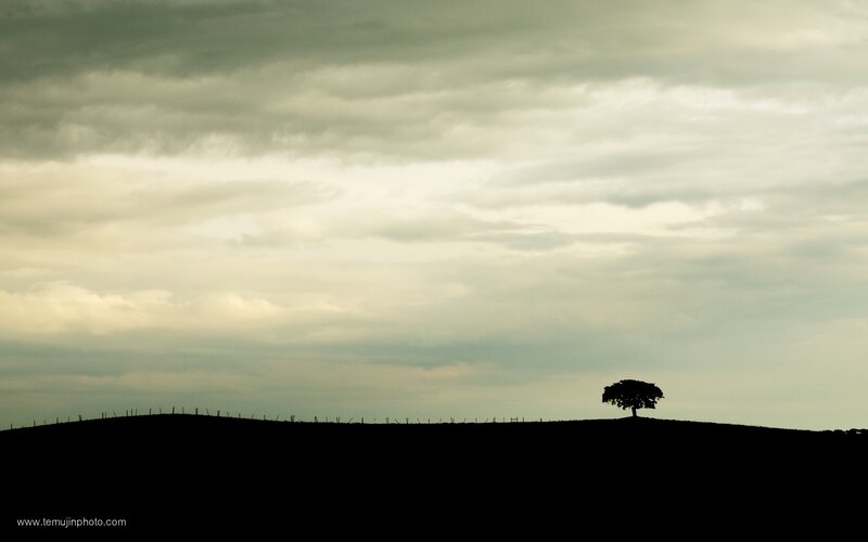Silhouette of a lone tree