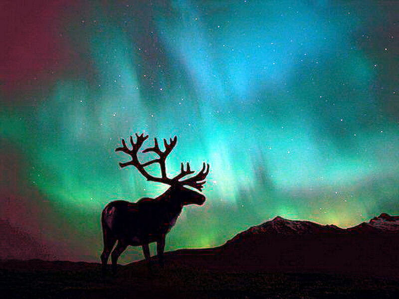 Silhouette of a Moose