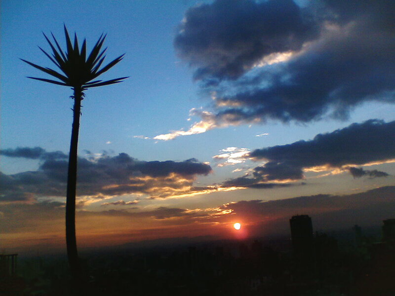 Silhouette of a Palm Tree