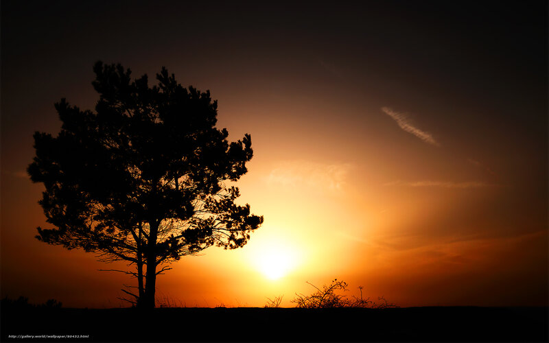 Silhouette of a Pine Tree