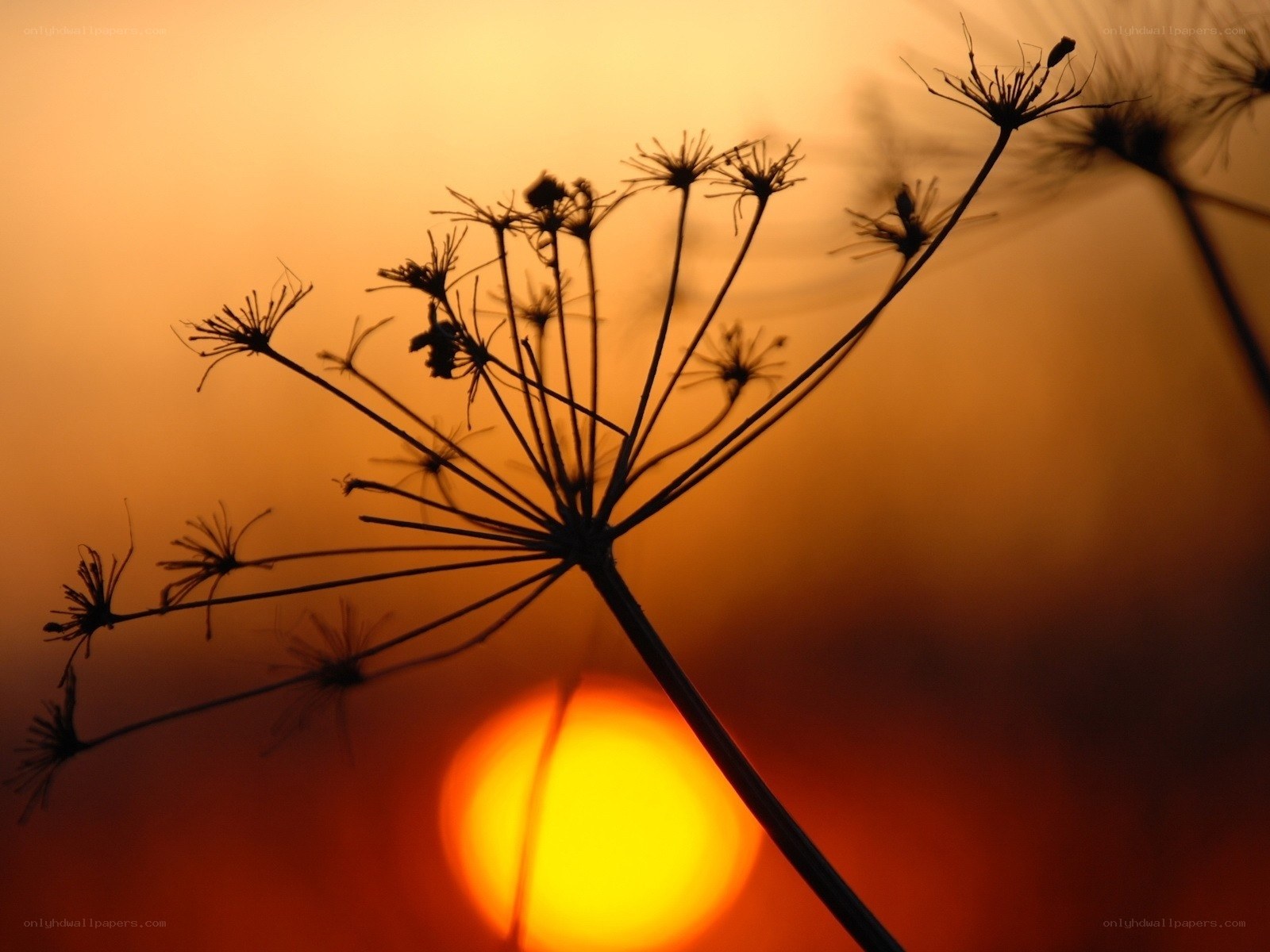 Silhouette of a plant at sunset