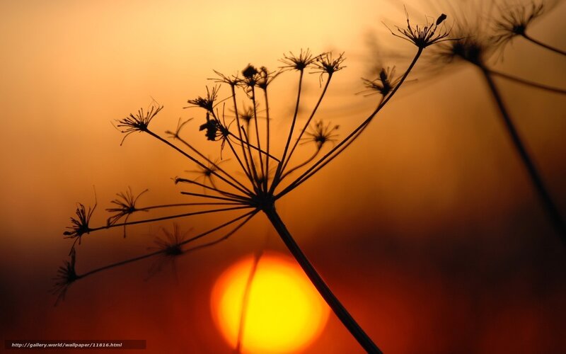 Silhouette of a plant at sunset