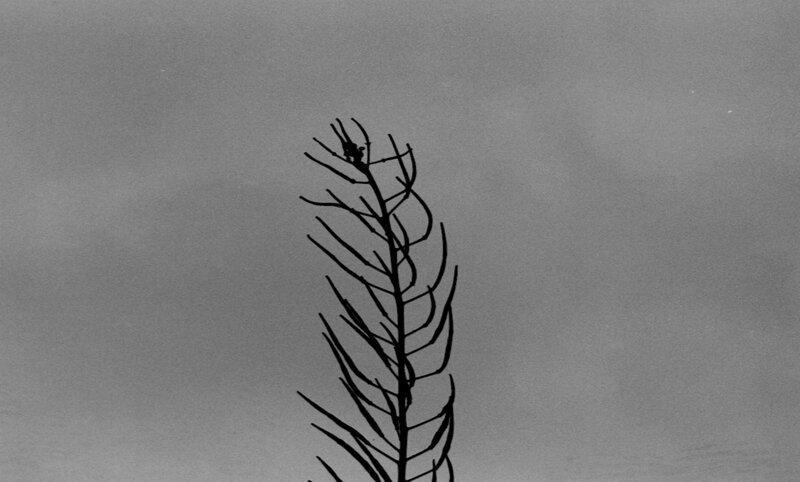 Silhouette of a Plant — Black