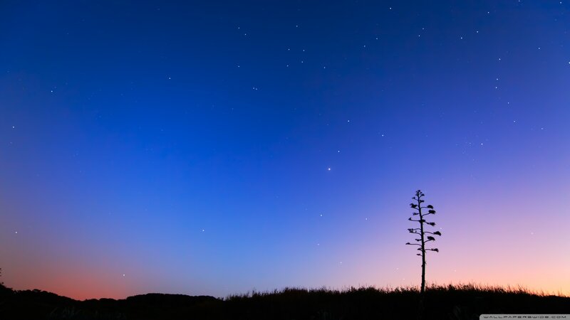 Silhouette of a Plant — Blue