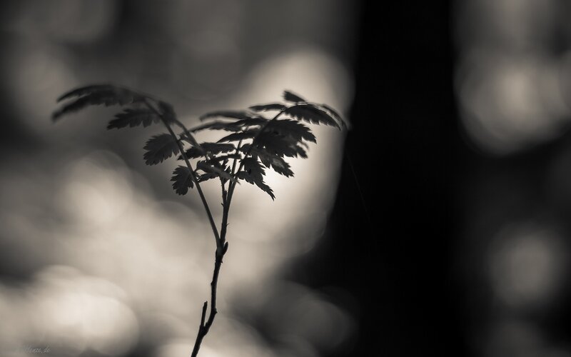 Silhouette of a plant in forest