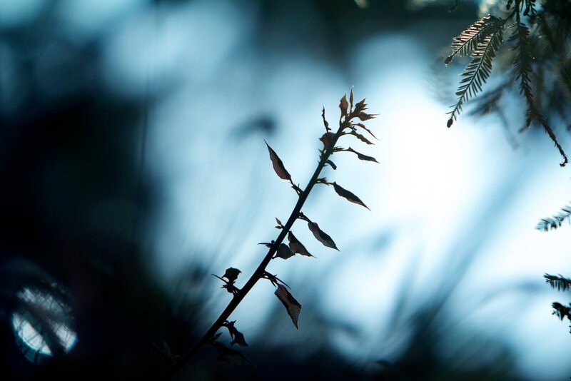 Silhouette of a plant stem