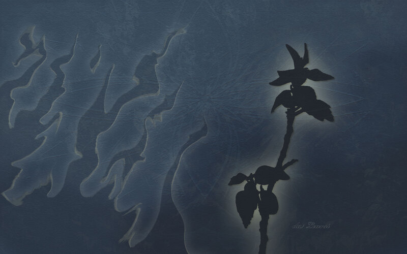 Silhouette of a Plant