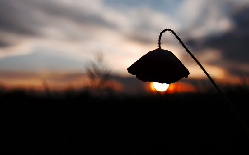 Silhouette of a Poppy