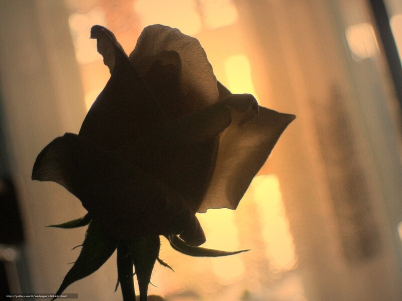 silhouette of a rose at sunset