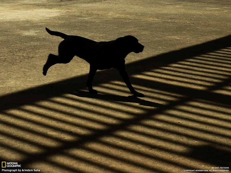 silhouette of a running dog