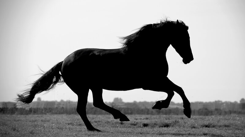 silhouette of a running horse