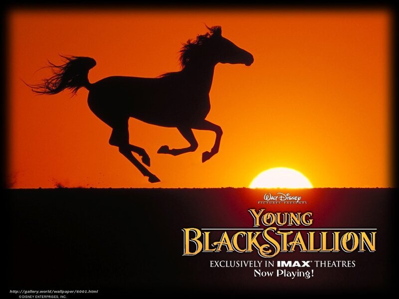 Silhouette of a Running Horse — Orange, Dramatic, Sunset