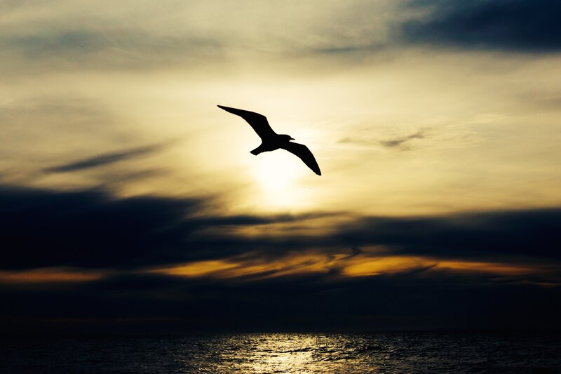 Silhouette of a Seagull