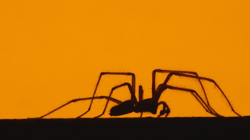 silhouette of a spider at sunset