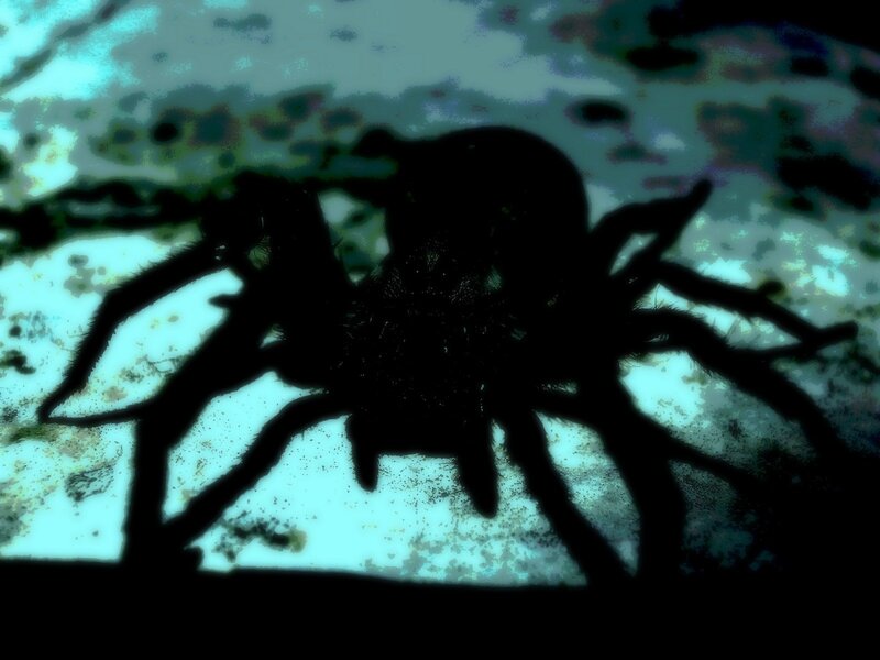 Silhouette of a Spider — Black