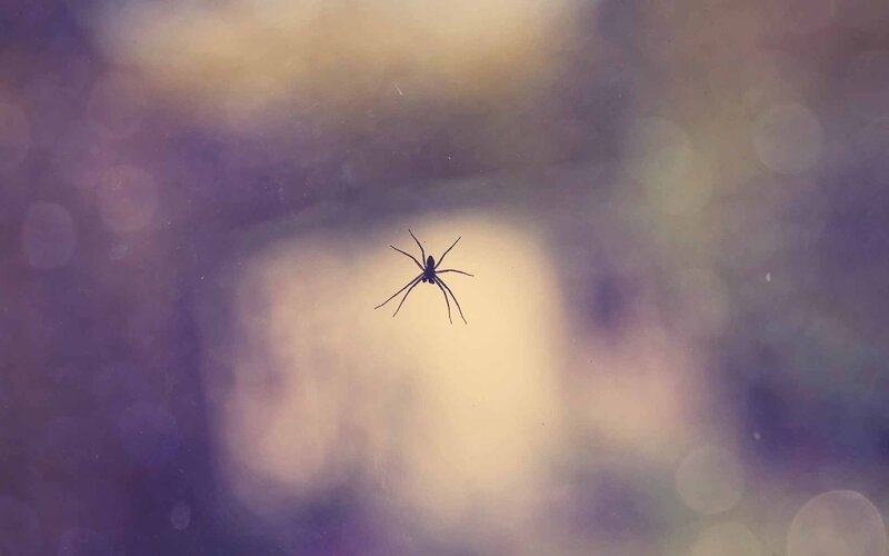 Silhouette of a Spider — Purple