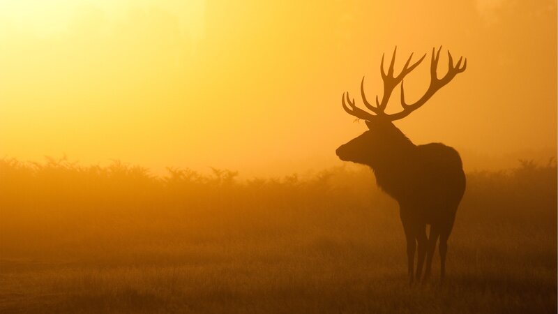 Silhouette of a stag at sunrise