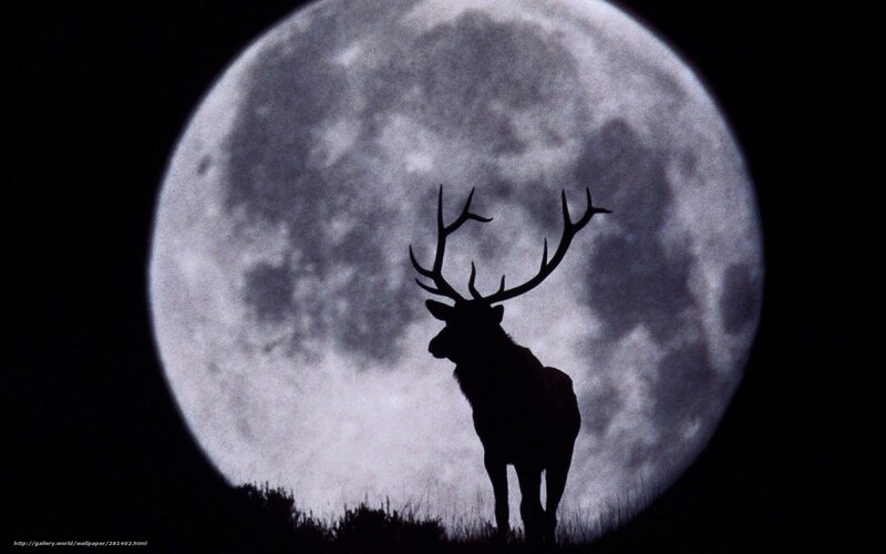 Silhouette of a Stag — Black, Dramatic, Night, Photograph, Moon, Grass