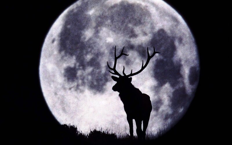 Silhouette of a Stag — Black, Dramatic, Night
