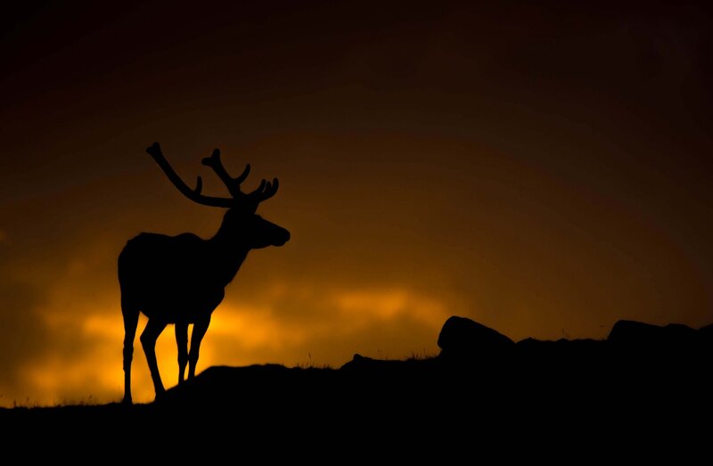 Silhouette of a Stag — Black, Dramatic, Sunset