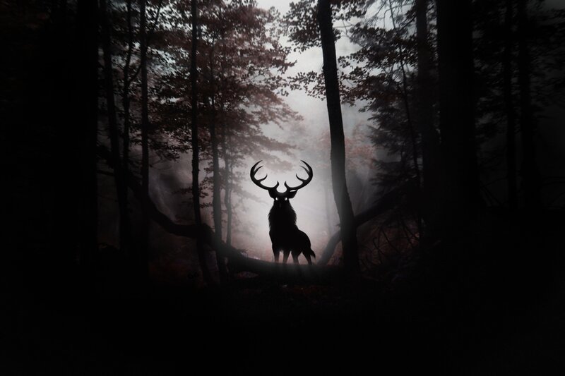 Silhouette of a Stag — Black, Mysterious