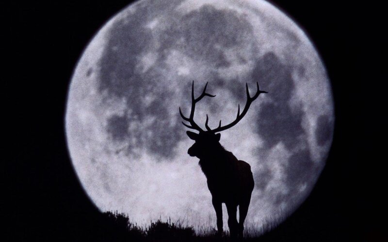 Silhouette of a Stag — Black