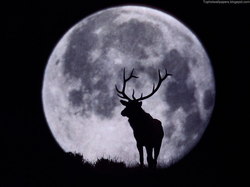 Silhouette of a Stag — Night