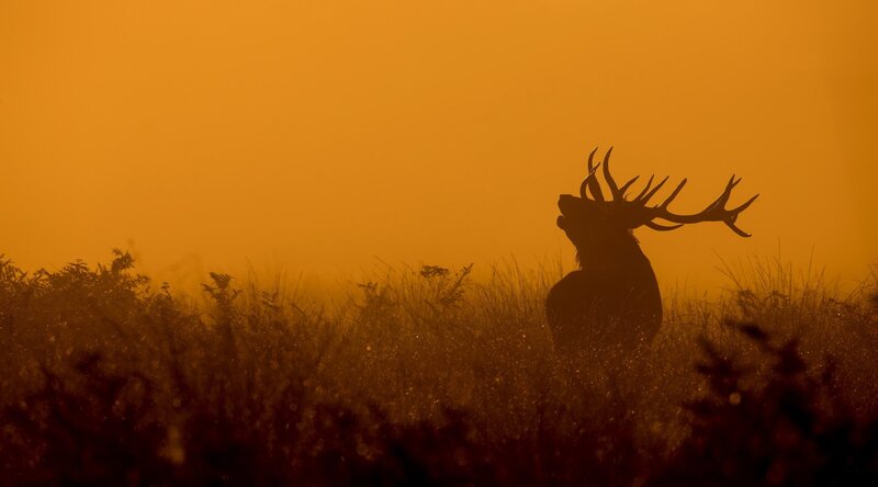 Silhouette of a Stag — Orange, Dramatic, Sunset