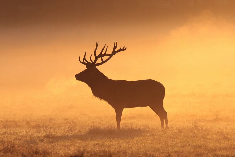 Silhouette of a Stag — Orange, Dramatic