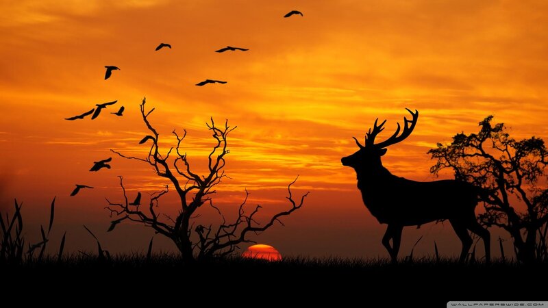 Silhouette of a Stag — Orange