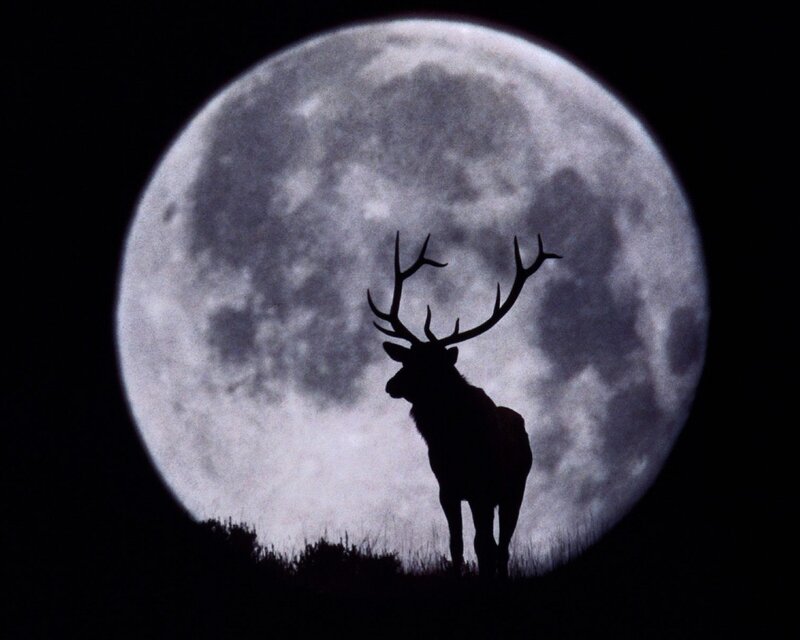 Silhouette of a Stag — Photograph