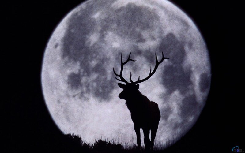 Silhouette of a Stag