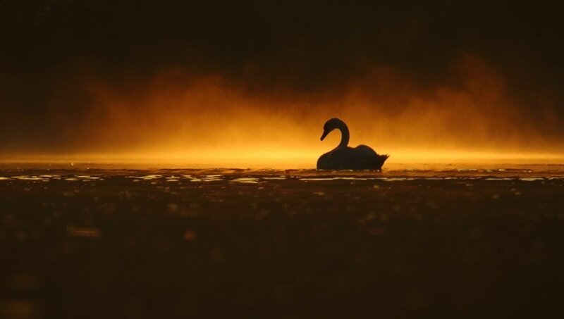 Silhouette of a Swan — Orange