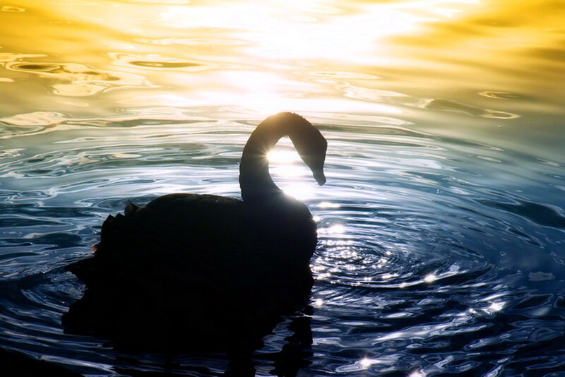 Silhouette of a Swan