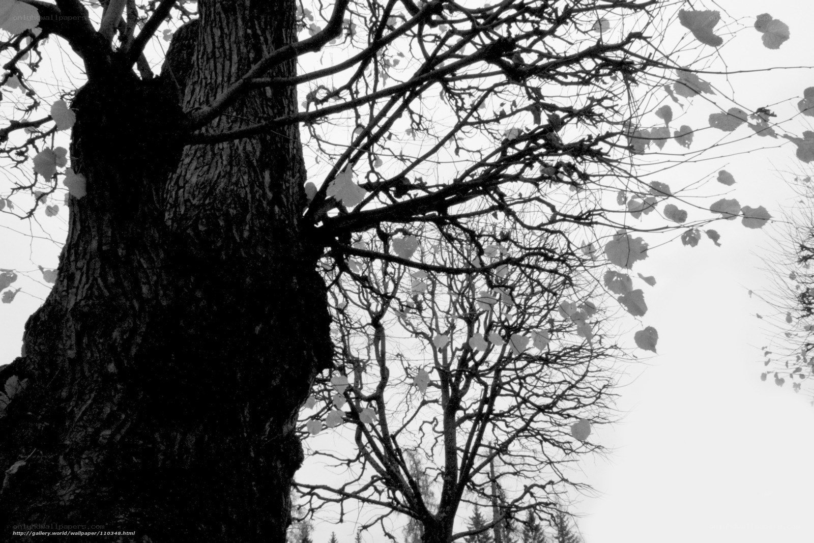 Silhouette of a tree