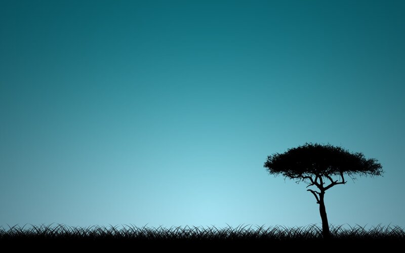 silhouette of a tree at dusk