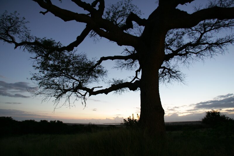 Silhouette of a tree at dusk