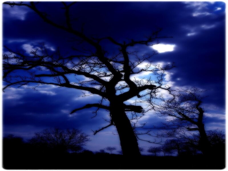 Silhouette of a tree at night