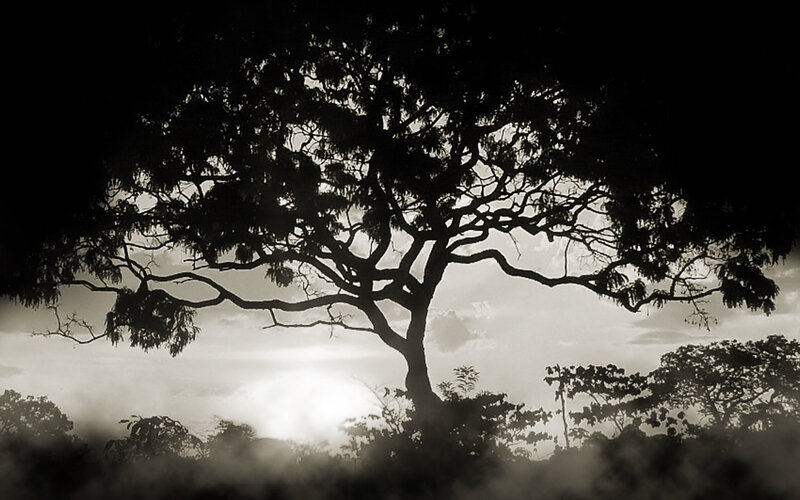Silhouette of a tree at sunrise