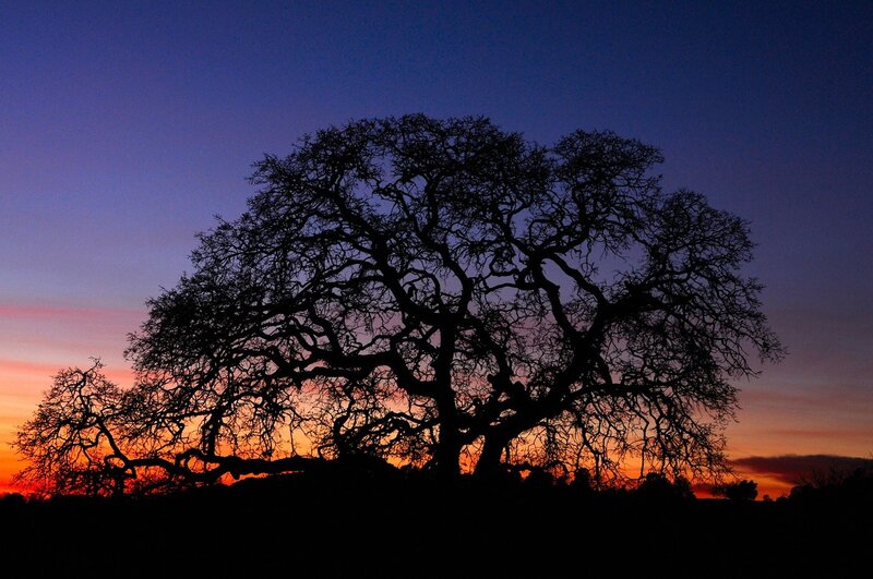 Silhouette of a tree at sunset