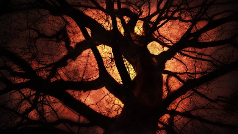 Silhouette of a tree at sunset