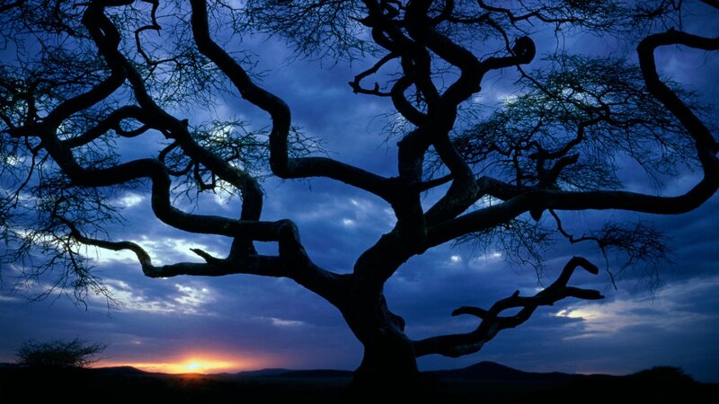 Silhouette of a tree at sunset